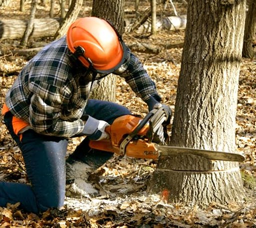 Tree Removal in Moulton, AL